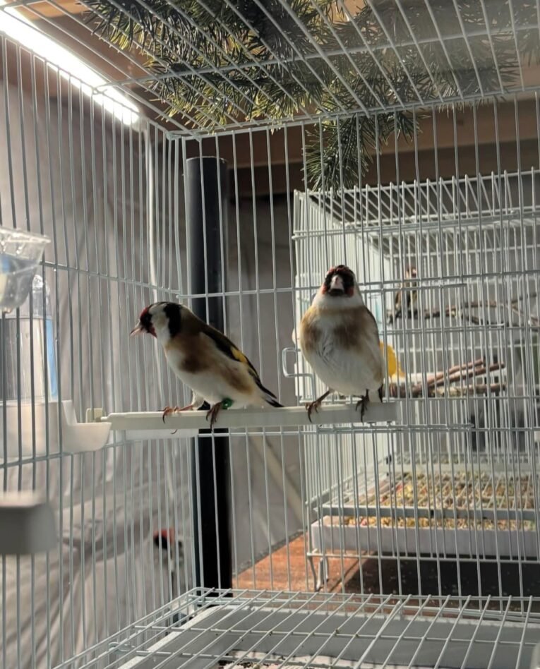 Siberian Goldfinch for Sale with bright yellow plumage perched in an aviary