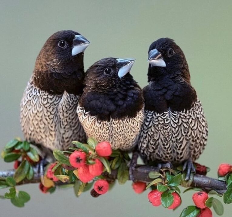 Society Finch for Sale with soft plumage perched in an aviary