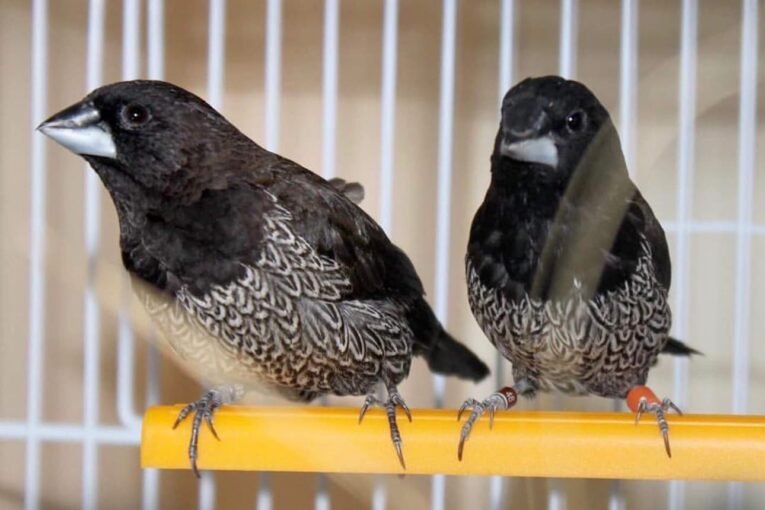 Society Finch European Black Grey for Sale with dark grey and black plumage