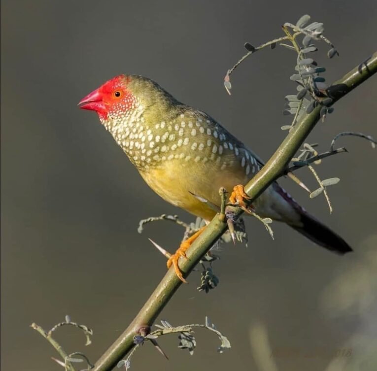 Star Finch for Sale with distinctive spotted plumage in an aviary