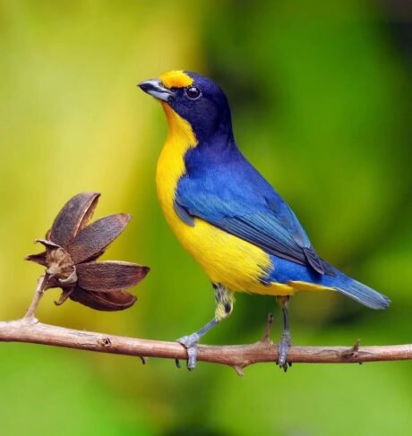 Violaceous Euphonia