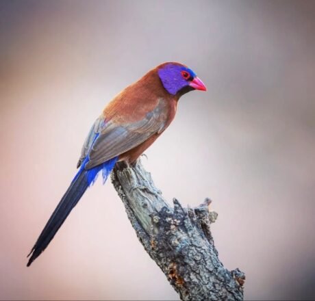 Violet-eared Waxbill