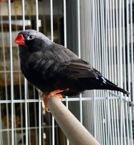 Zebra Finch Eumo Black