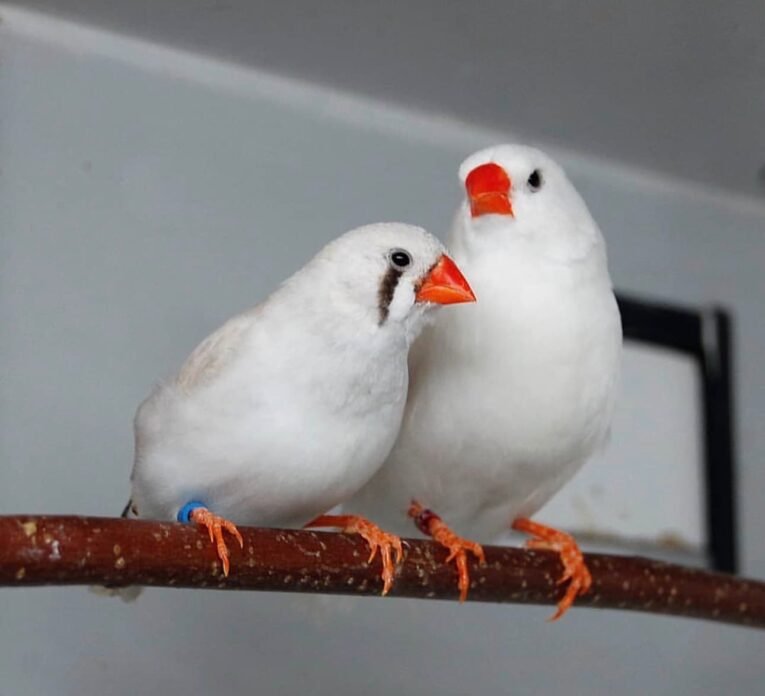 Zebra Finch White for Sale with bright white plumage