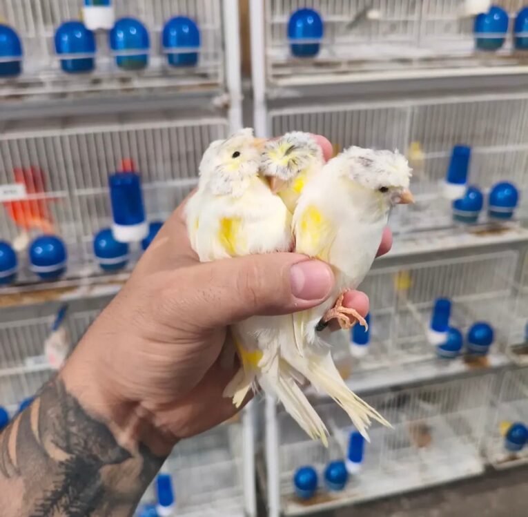 Crested Canary for sale with distinctive feathered crest