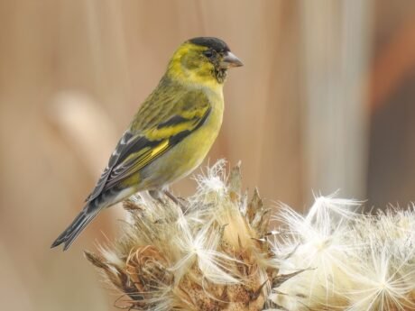 Black-Chinned Siskin