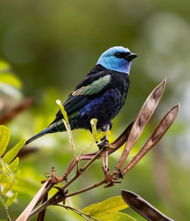 Blue-necked Tanager for Sale with vivid blue neck and colorful wings