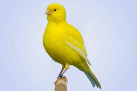 Canary Border