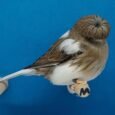Gloster Corona Canary for sale with distinctive feathered crest