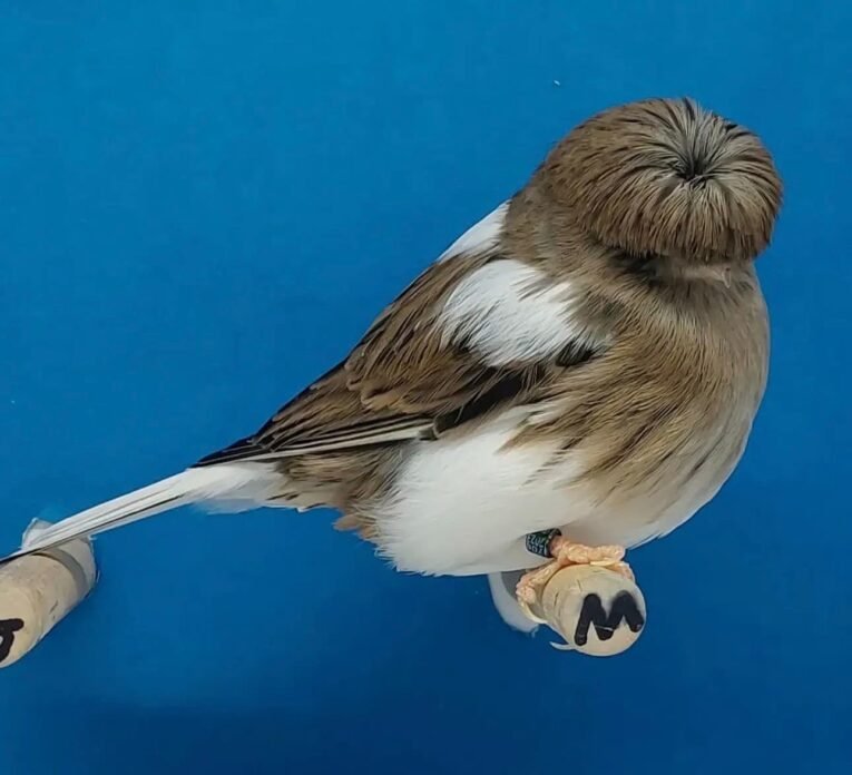 Gloster Corona Canary for sale with distinctive feathered crest