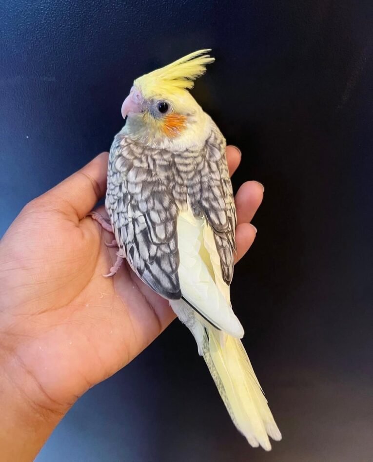 Pearl Cockatiel for sale with distinctive patterned feathers