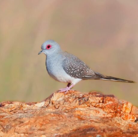 Diamond Dove