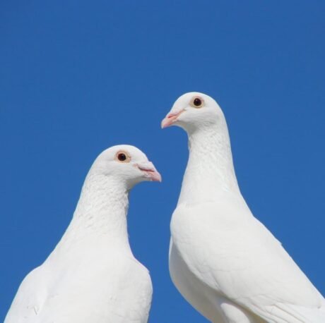 Doves White