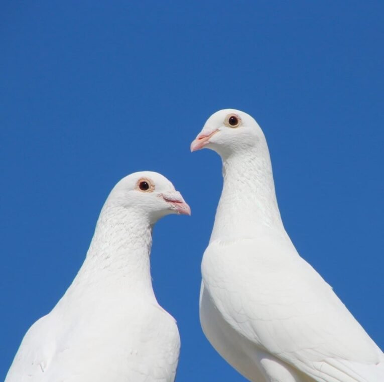 White Doves for Sale with clean white plumage in a comfortable aviary