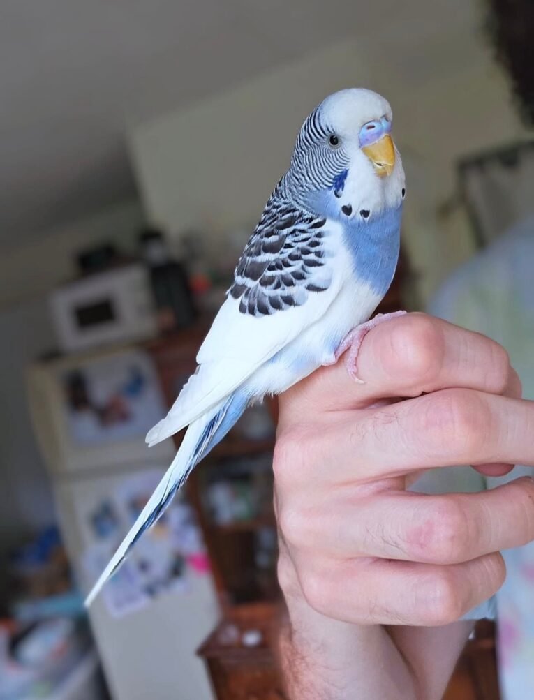 English Budgie for Sale with colorful plumage and full feathering