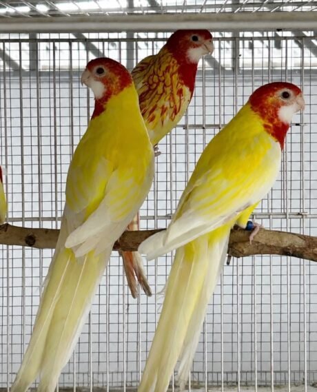 Rosella Lutino