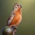Ruddy Breasted Seedeater for Sale with rich reddish-brown breast plumage