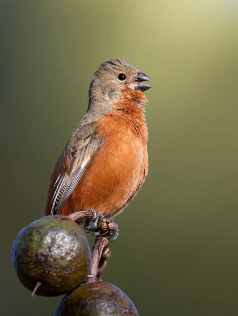 Ruddy Breasted Seedeater for Sale with rich reddish-brown breast plumage