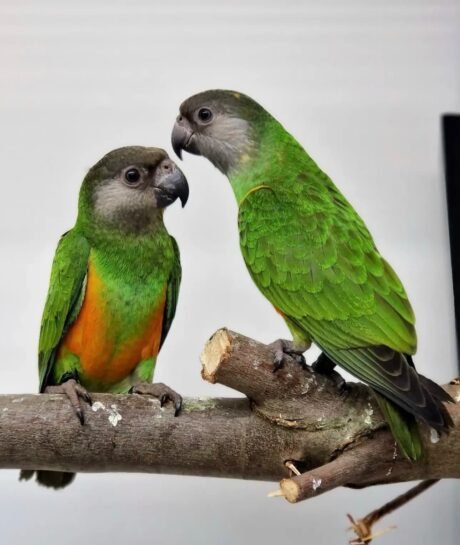 Senegal Parrot