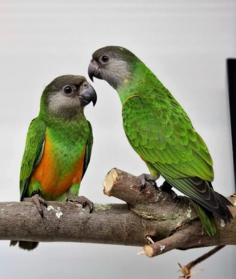 Senegal Parrot for sale with green feathers and colorful chest