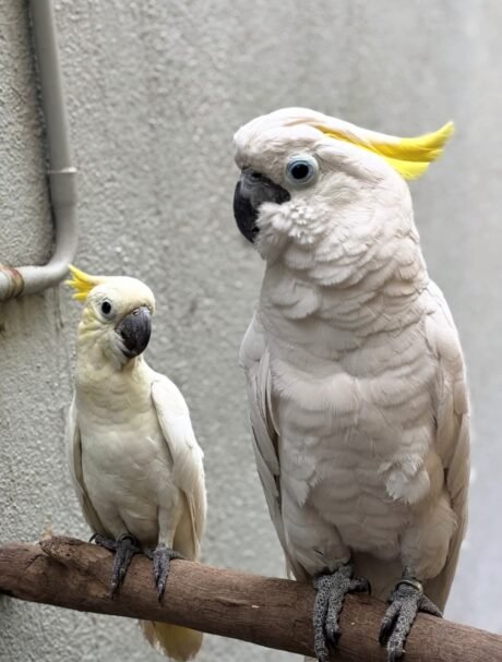 Sulphur-crested Cockatoo for sale