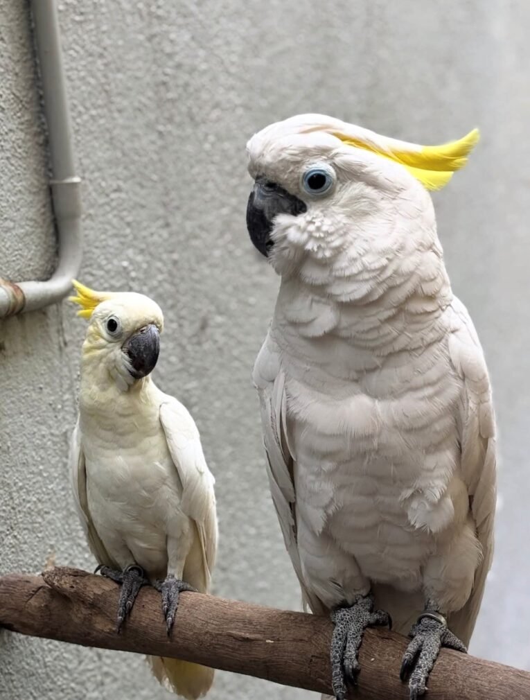 Sulphur Crested Cockatoo for sale with white feathers and yellow crest