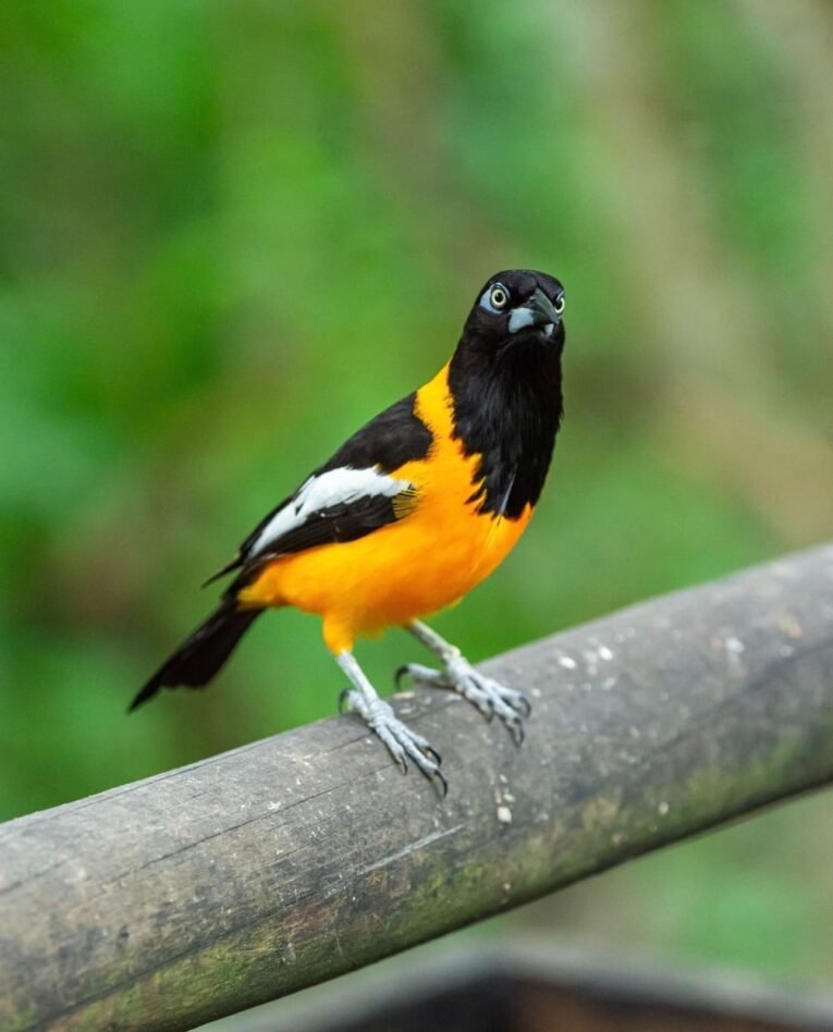 Venezuelan Troupial for Sale with orange body and black wings