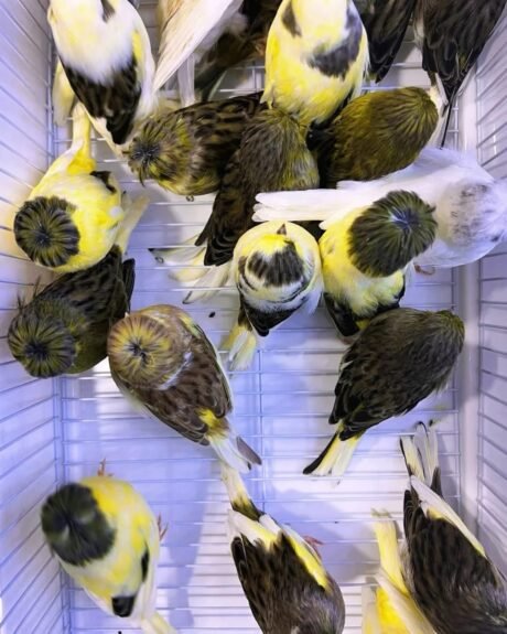 Canary Crested Gloster