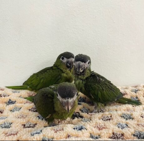 Hahn’s Macaw