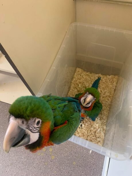 Harlequin Macaw