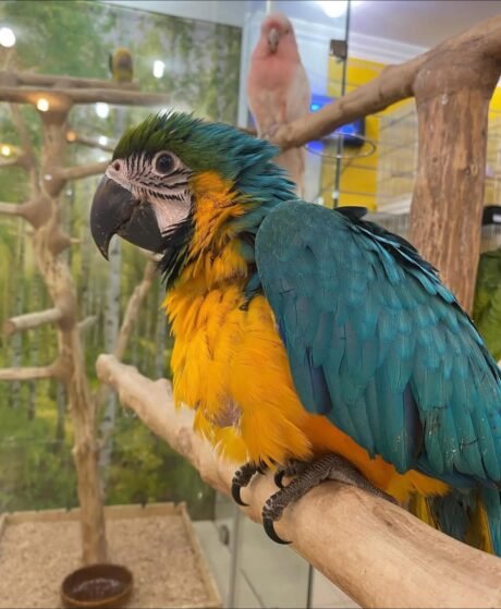 Blue and Gold Macaw