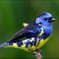 Turquoise Tanager for Sale with vibrant blue-green plumage