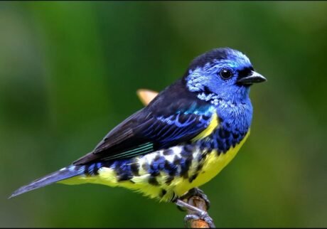 Turquoise Tanager