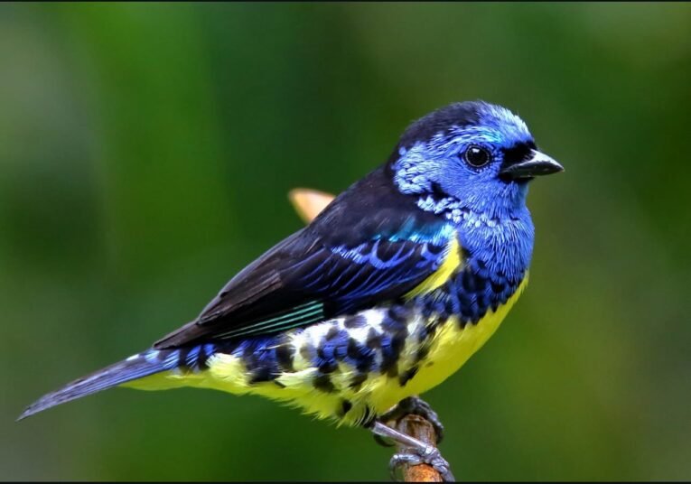 Turquoise Tanager for Sale with vibrant blue-green plumage