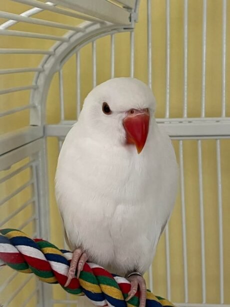 Indian Ring Neck Parrot - White