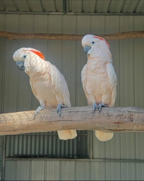 Moluccan Cockatoo for sale