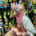 img_9850.jpeg
