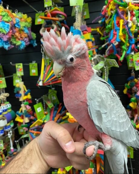 Rose breasted cockatoo for sale