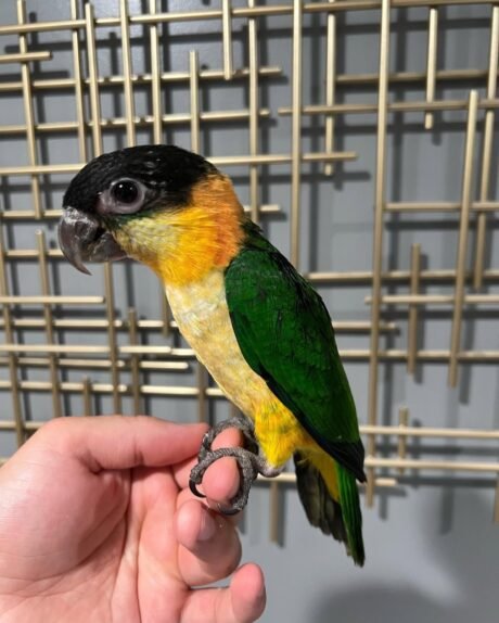 Black Headed Caique