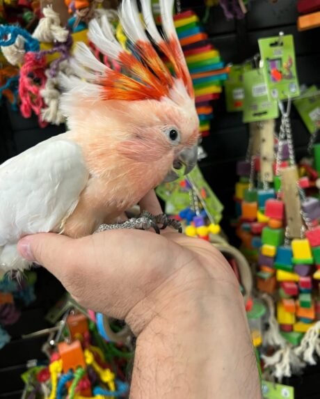 Major Mitchell’s Cockatoo for Sale