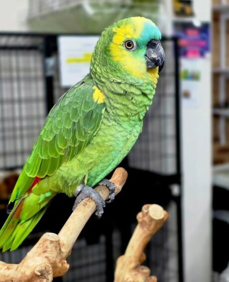 Blue Fronted Amazon Parrot