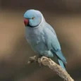 indian-ring-neck-parrot-cobalt-946423_836x836.jpg.webp