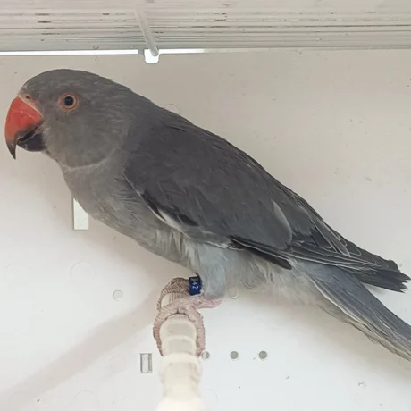 Indian Ring Neck Parrot - Grey