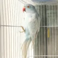 indian-ring-neck-parrot-harlequin-pied-blue-515154_836x836.jpg.webp