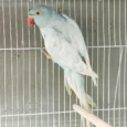 Indian Ring Neck Parrot Harlequin Pied Blue with blue and white pied plumage