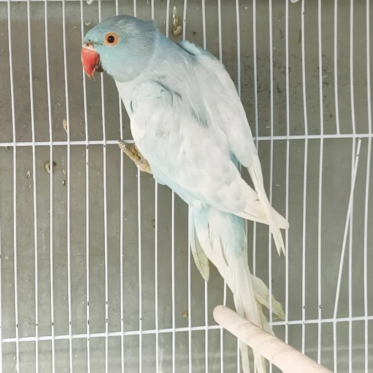 Indian Ring Neck Parrot Harlequin Pied Blue with blue and white pied plumage