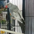 indian-ring-neck-parrot-harlequin-pied-grey-127453_836x836.jpg.webp