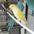 indian-ring-neck-parrot-harlequin-pied-yellow-316138_836x836.jpg.webp