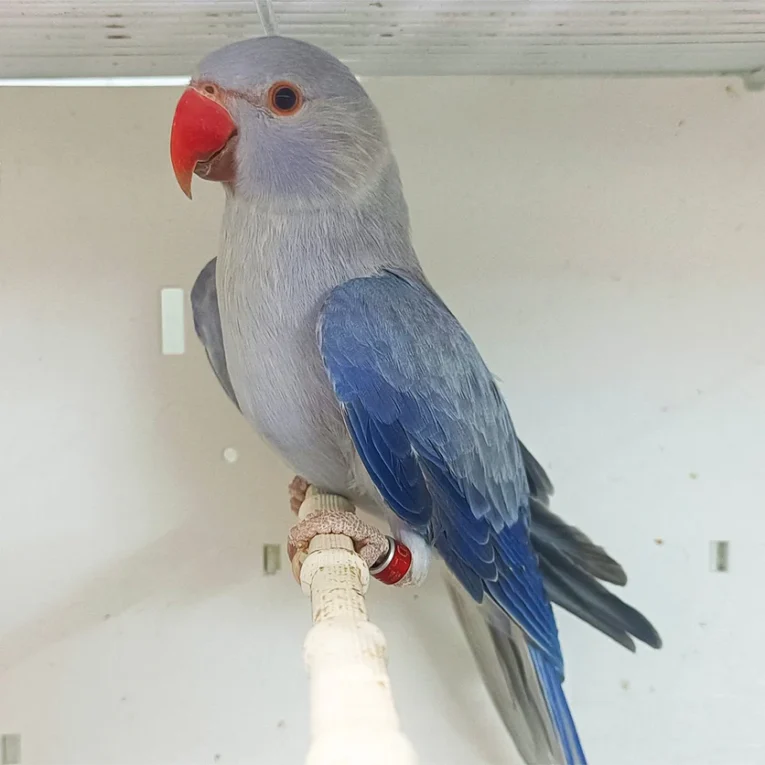 indian-ring-neck-parrot-indigo-blue-695986_836x836.jpg.webp