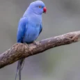 indian-ring-neck-parrot-violet-589265_836x836.jpg.webp